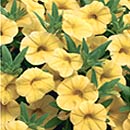 CalibrachoaSuperbells® Yellow